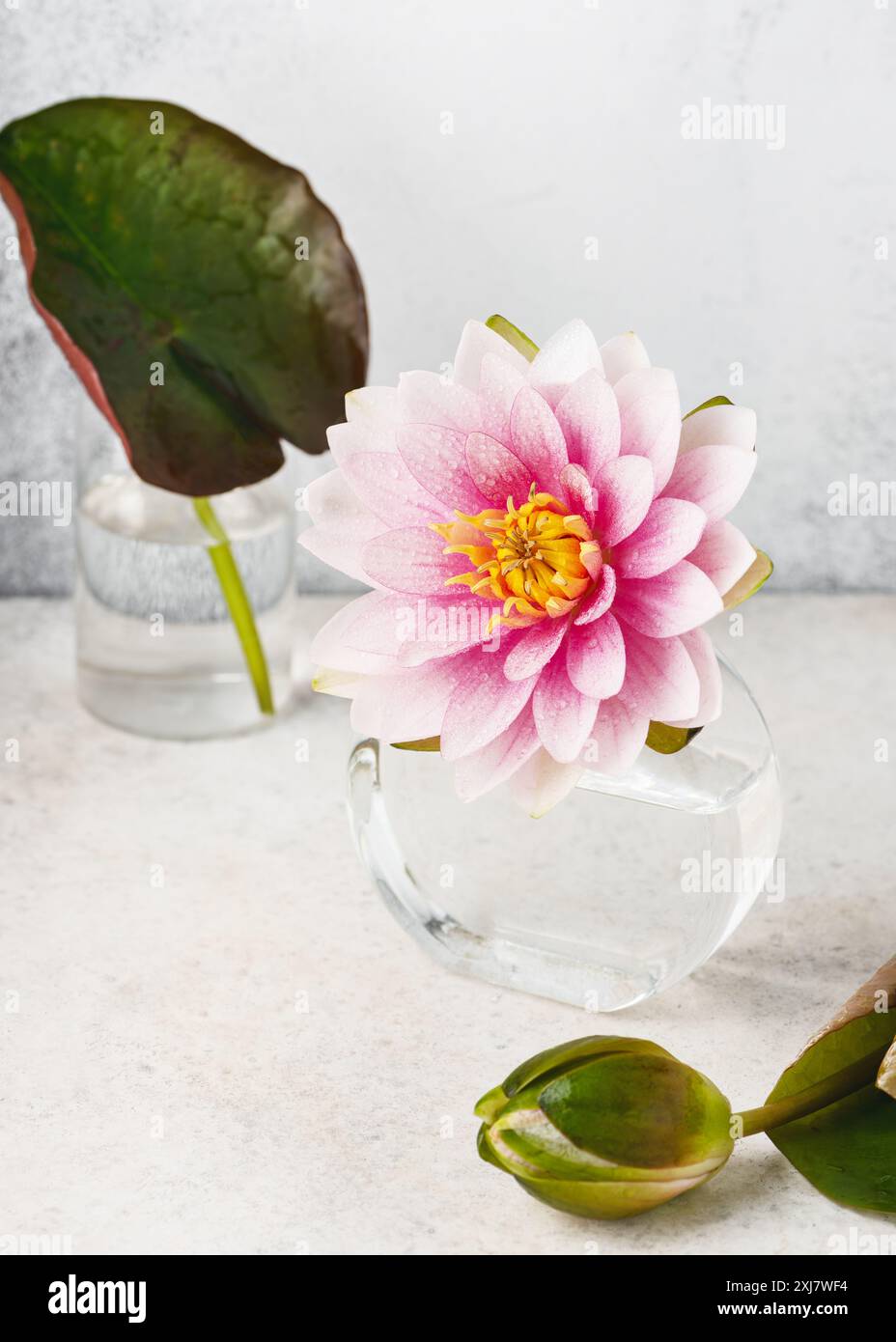Incredibile fiore di ninfaea rosa e bianco, boccioli e foglie ricoperti di gocce d'acqua. Romantica natura morta floreale minimale. Messa a fuoco selettiva. Copia spazio. Foto Stock