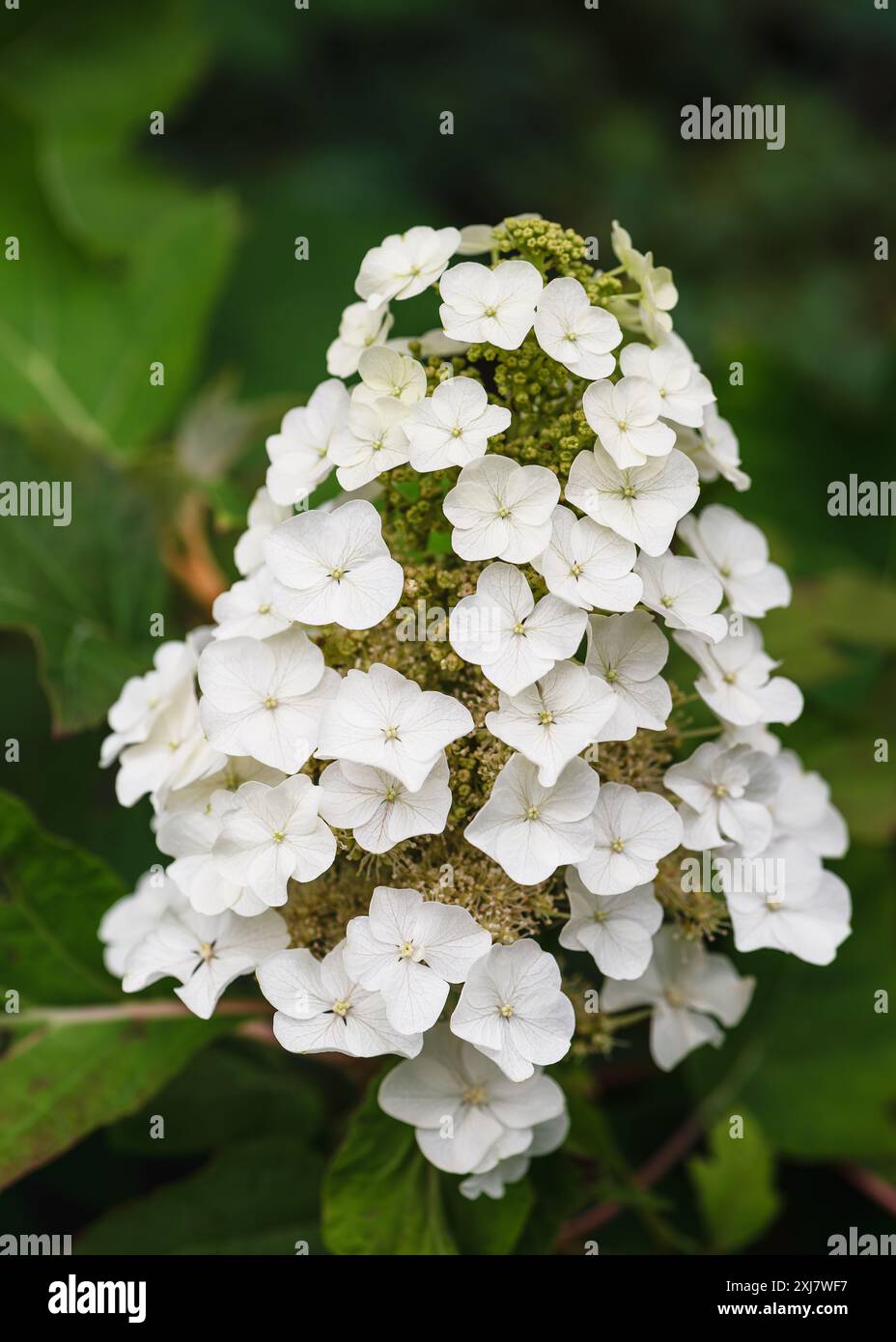 Fantastiche ortensie in foglia di quercia bianca in fiore. Fiori bianchi in fiore nel giardino del cottage con sfondo sfocato. Concetto di giardinaggio. (Hydrangea quercifoli Foto Stock