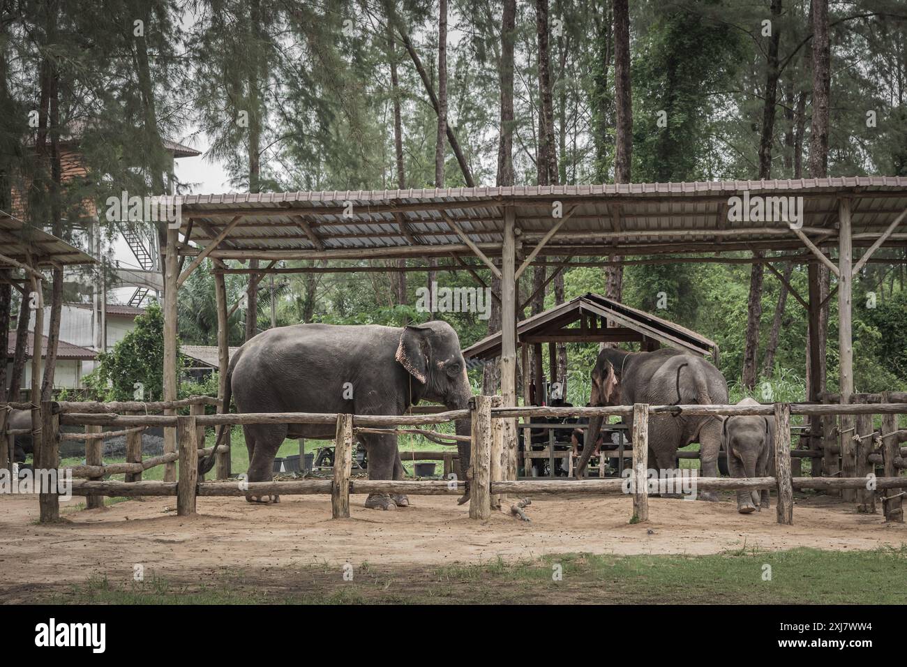 Elefanti asiatici in cattività. Grande elefante asiatico nel santuario di Phuket. Santuario nazionale degli elefanti da visitare ai turisti. Salvataggio degli animali. Elefante dietro Foto Stock