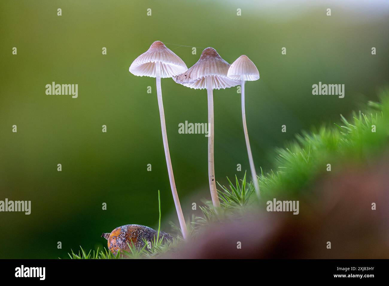 Primo piano di tre piccoli funghi sanguinanti (Mycena haematopus) in piedi insieme nel muschio - macro Foto Stock