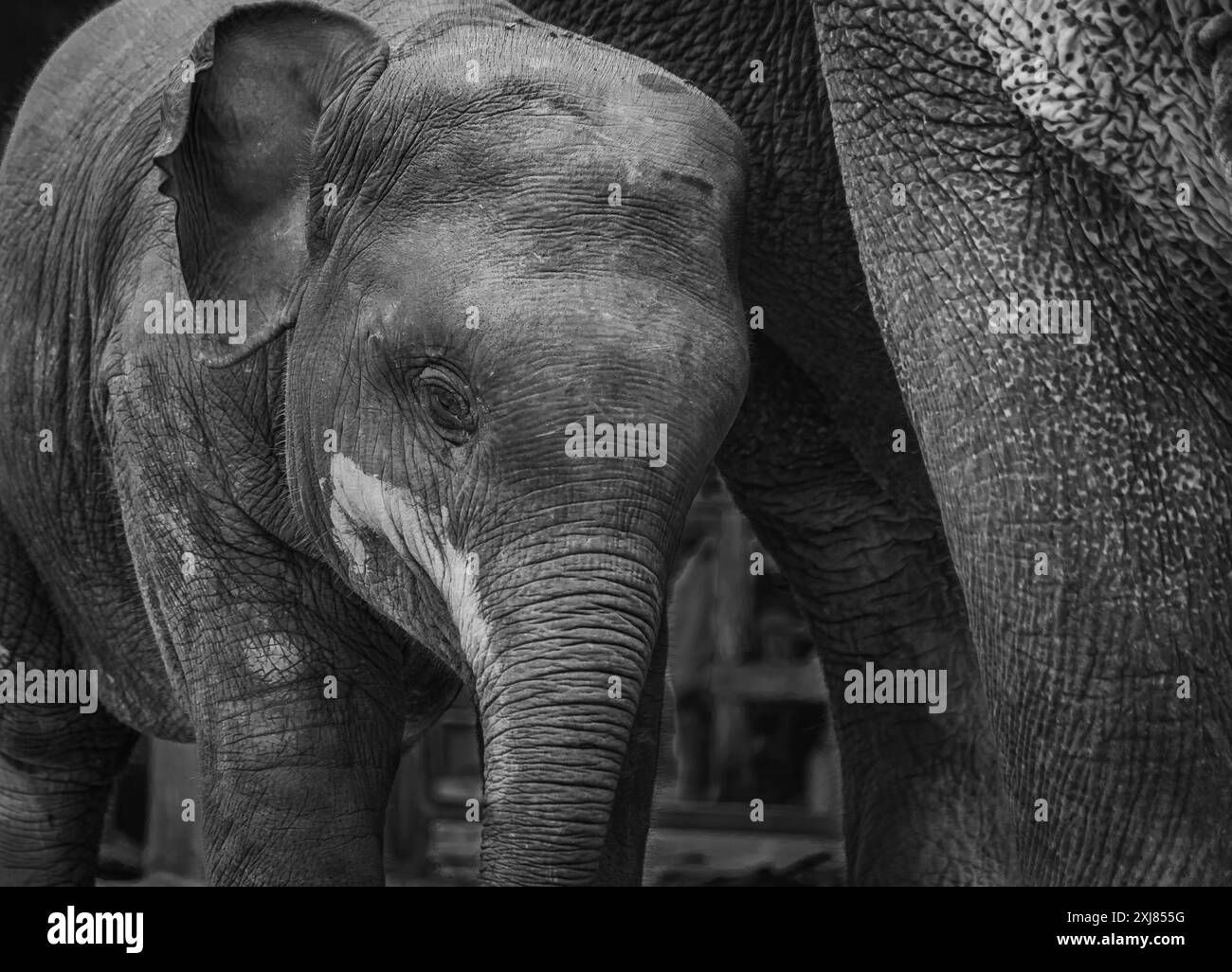 Il giovane elefante asiatico accarezza il suo elefante madre. Elefante asiatico nel santuario di Phuket. Santuario nazionale degli elefanti da visitare ai turisti. Animale Foto Stock