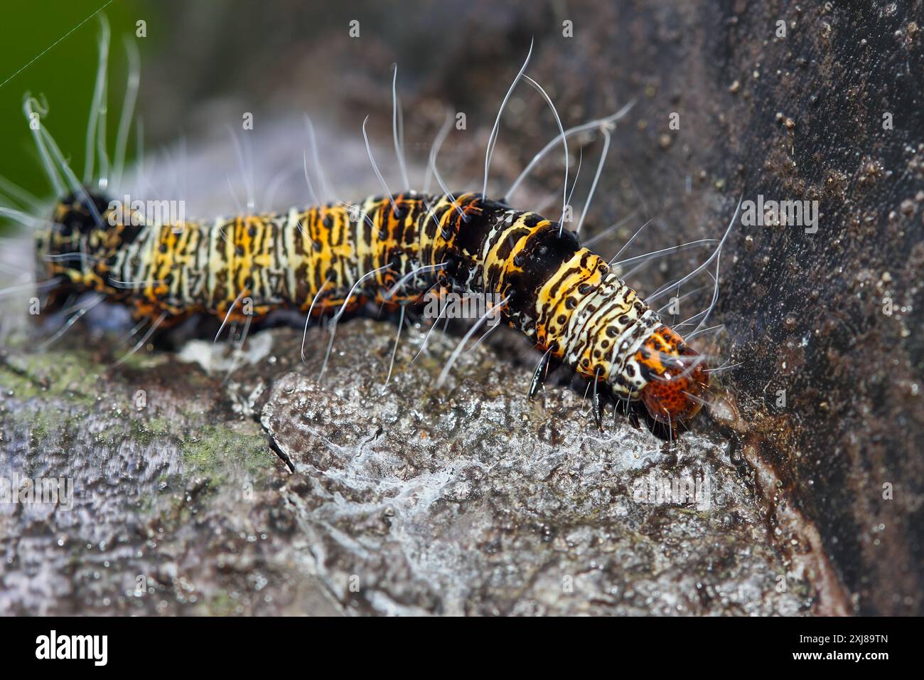 Vista dettagliata della larva a quattro macchie di Moth (Mimeusemia vilemani) su pietra; giallo-marrone con macchie nere, schema simile a una griglia. Catturato a Wulai, Taiw Foto Stock