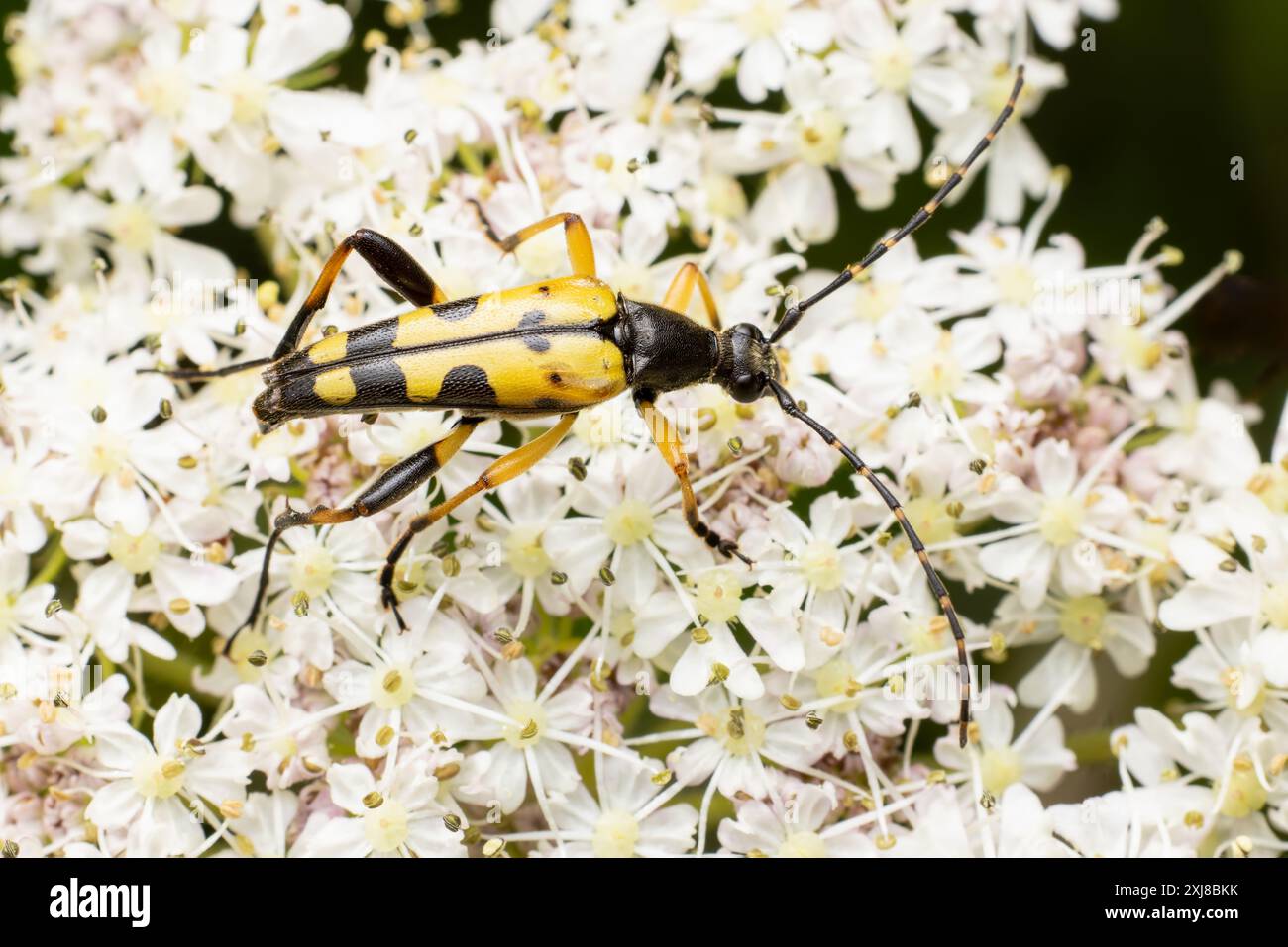 Nero e giallo o macchiato Longhorn Beetle - Rutpela maculata, su un Umbellifer Foto Stock