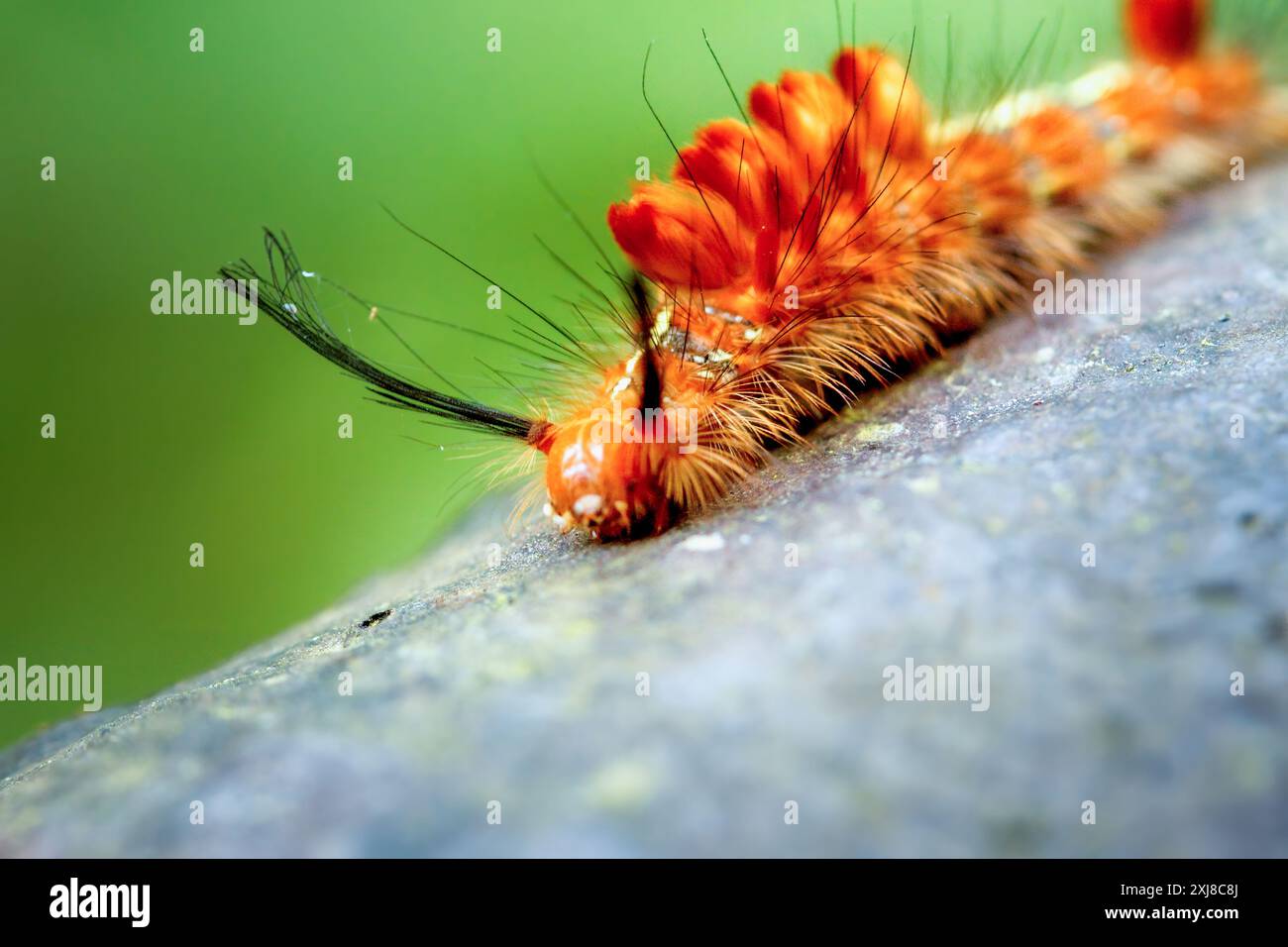 Vista dettagliata di un bruco Neocifuna olivacea con setole arancioni e nere. Cattura gli unici motivi di insetti a Wulai, New Taipei City. Foto Stock