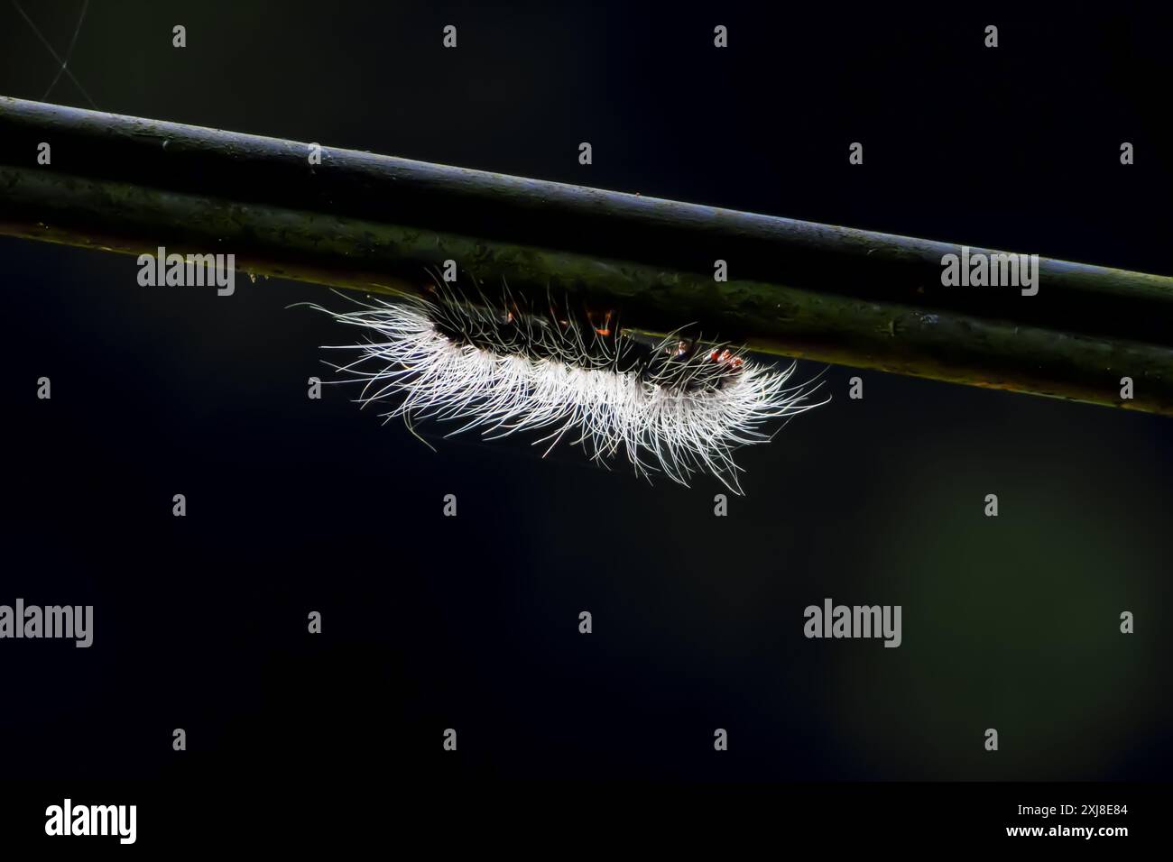 La larva della falena tigre (Macrobrochis gigas) bruco con corpo nero e capelli lunghi grigio-bianchi su una foglia, Wulai, Taiwan. Foto Stock