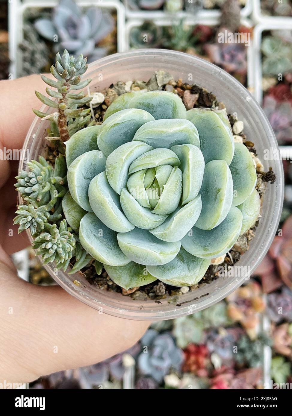 Rosetta verde e succulenta di fiori di Echeveria sullo sfondo della vegetazione floreale, vista dall'alto Foto Stock