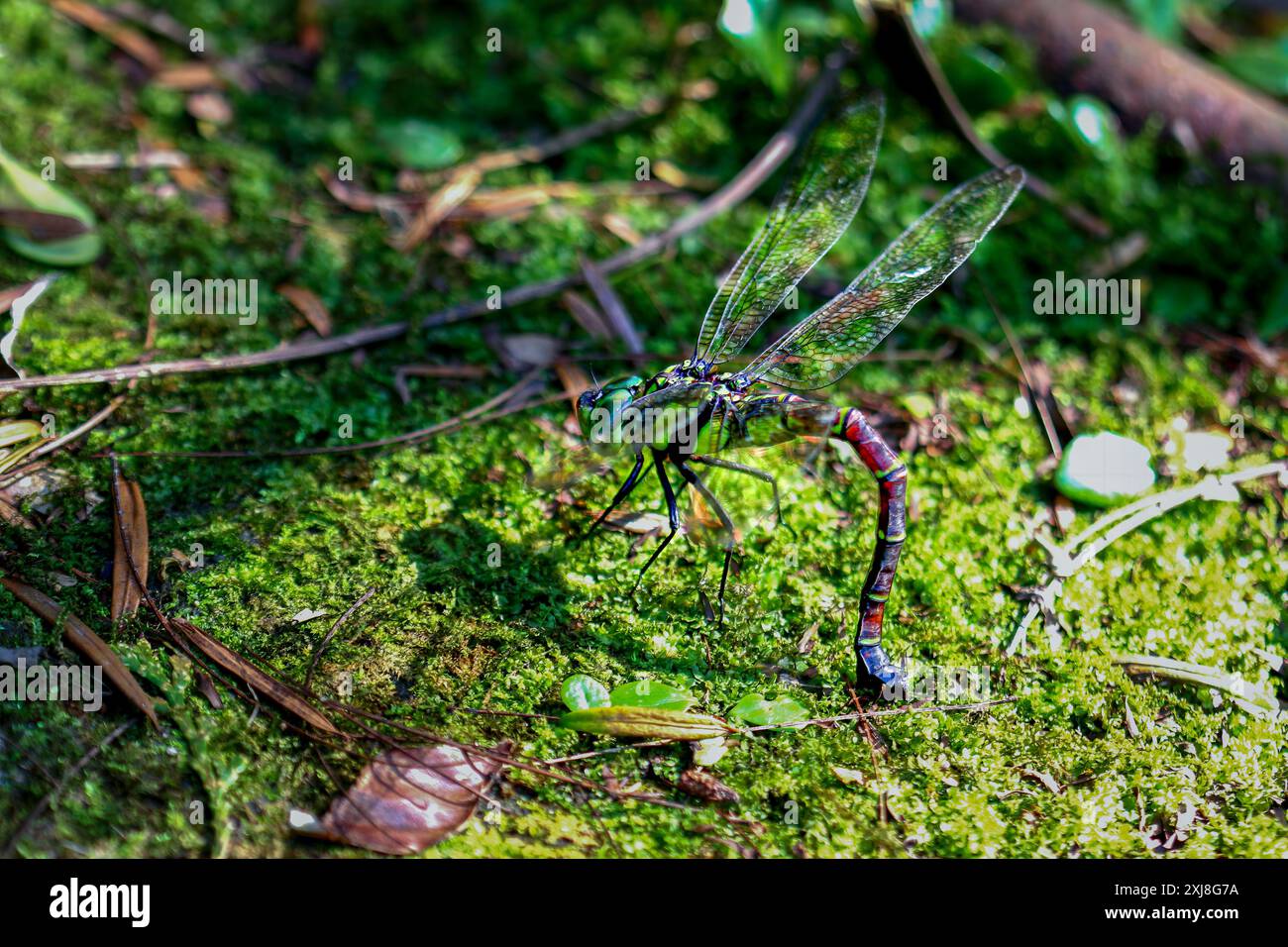 La libellula gigante (Anotogaster sieboldii) depone le uova su muschio verde umido su foglie verdi lussureggianti. Cattura dettagli vivaci dell'ecosistema. Wulai, Taiwan. Foto Stock