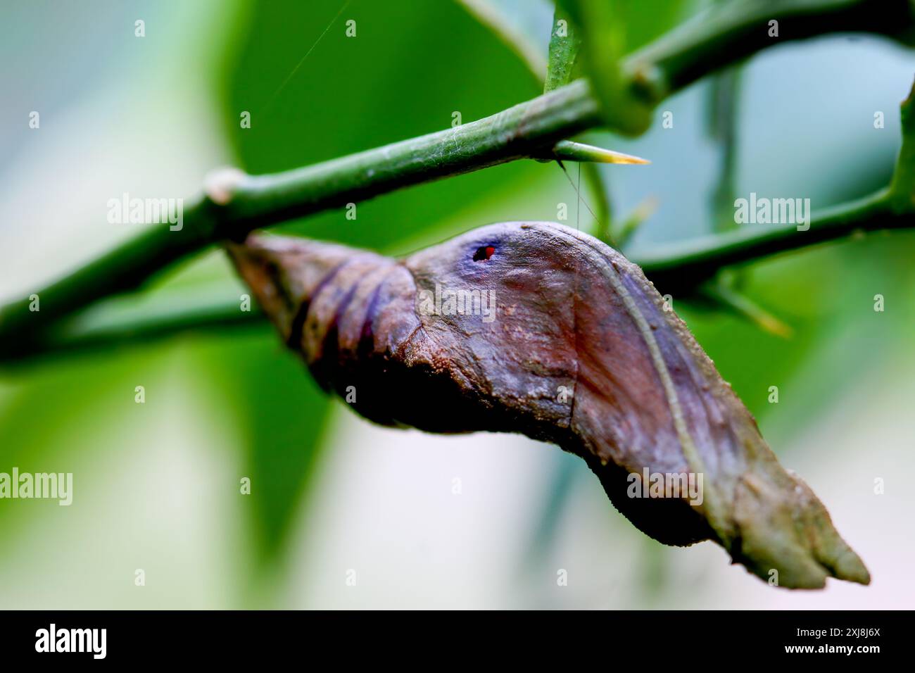 Vista dettagliata della pupa marrone della farfalla Papilion (o coda di rondine) aggrappata al ramo verde pungente. Bellezza naturale catturata a Wulai, Taiwan. Foto Stock