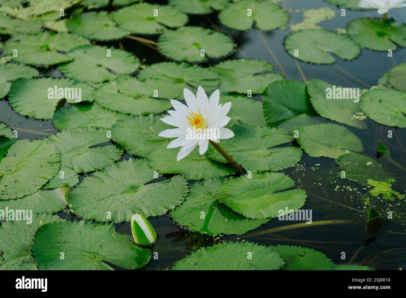 Fiori di loto Nymphaea nello stagno. Il loto bianco egiziano, il loto tigre, il loto bianco o il giglio d'acqua bianco egiziano, pianta fiorita della famiglia NY Foto Stock