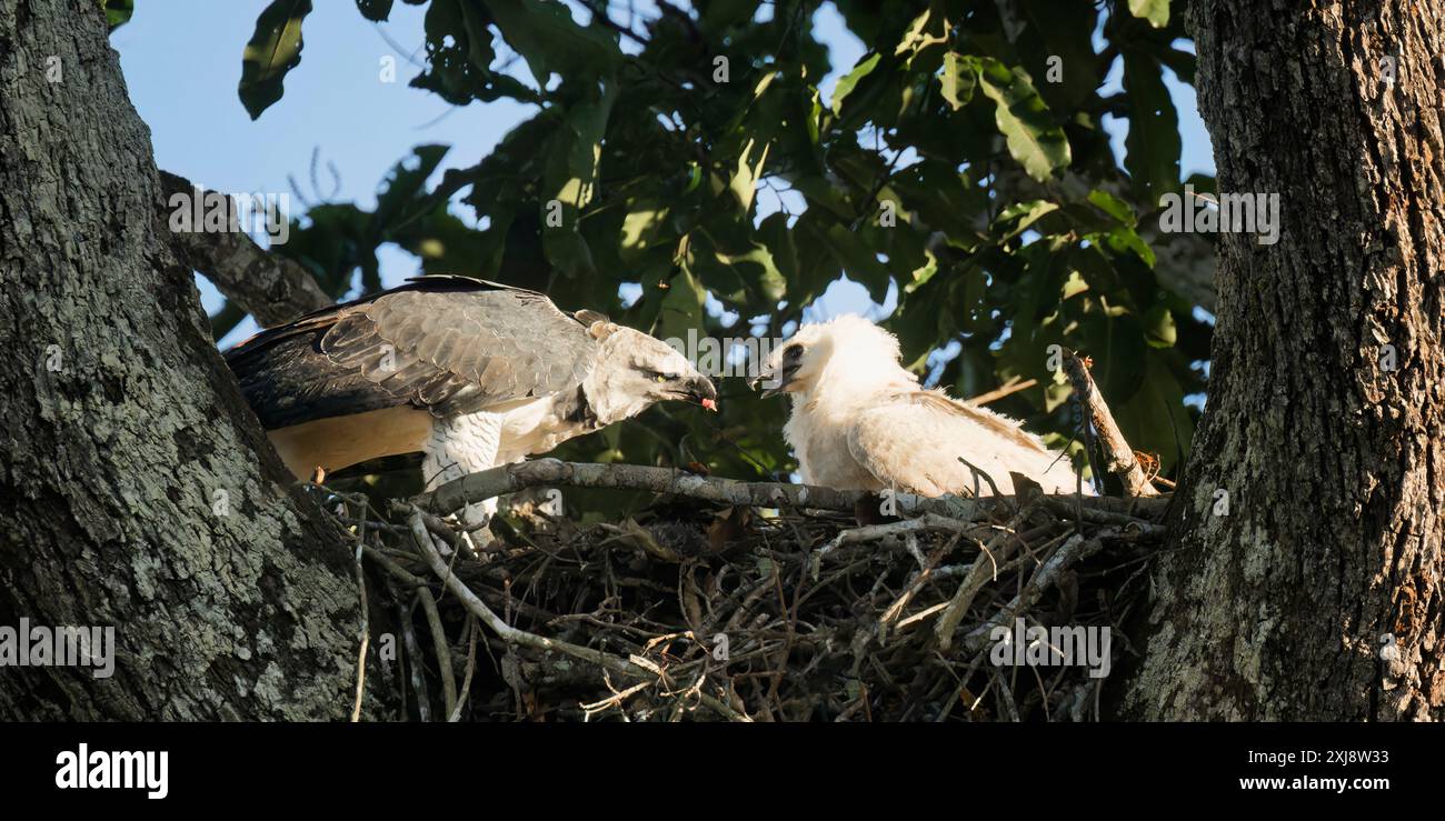 Aquila Harpy femminile, Harpia harpyja, che dà da mangiare al suo pulcino di 4 mesi, alta Floresta, Amazzonia, Brasile Foto Stock