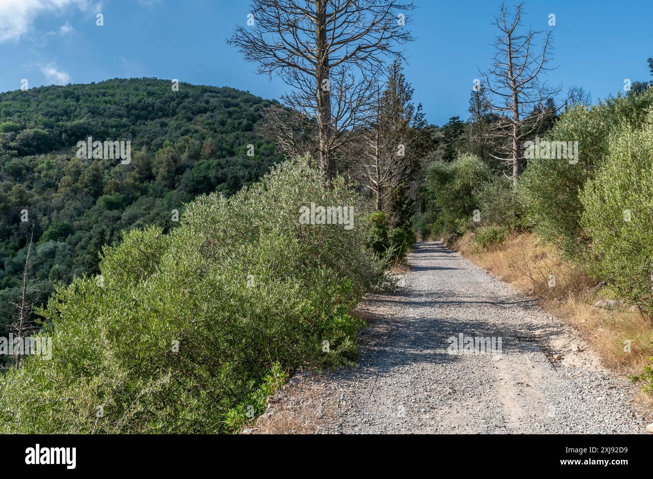 Il sentiero che sale da Asciano Pisano verso Villa Belvedere sul Monte Castellare, Pisa, Italia Foto Stock