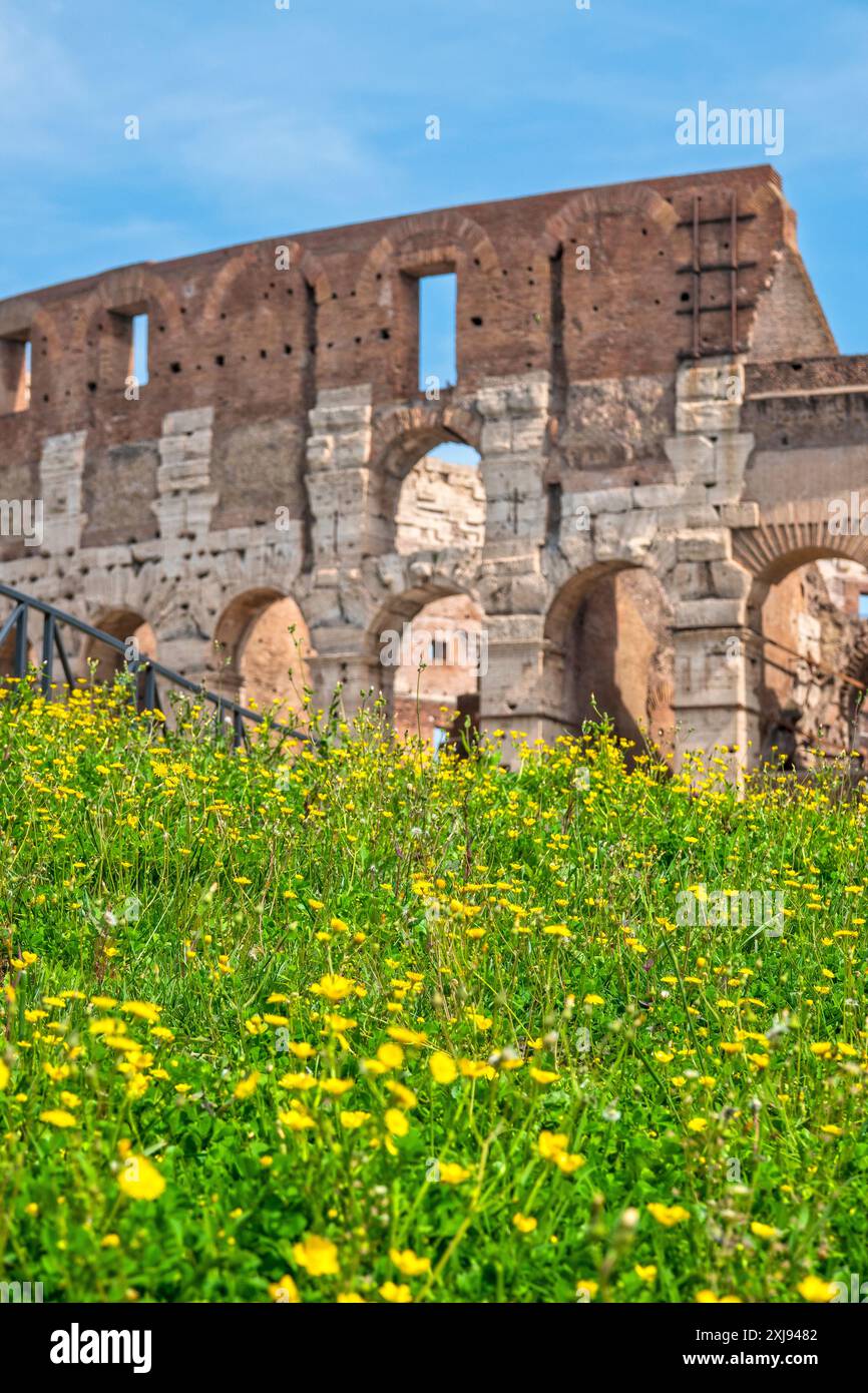 Fiori di fronte al Colosseo , Roma, Italia Foto Stock