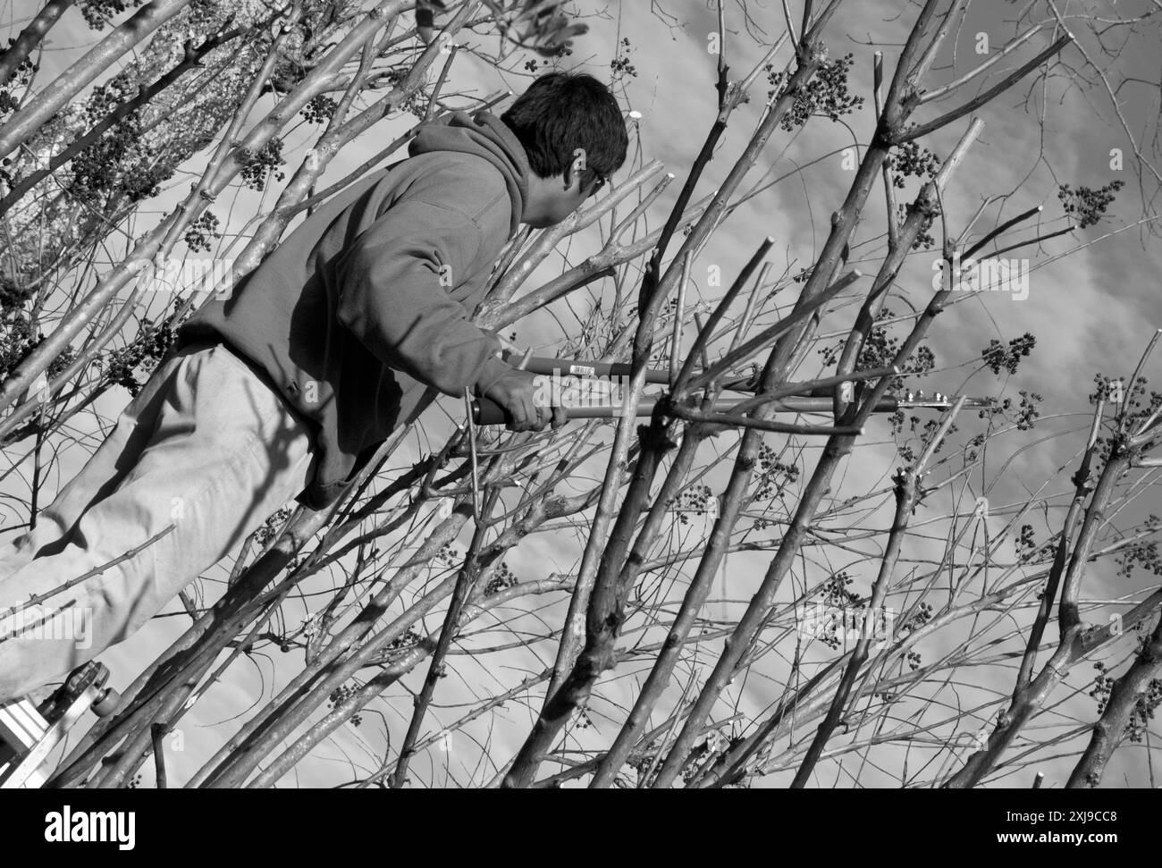 Un giovane ispanico con una giacca rossa prugne rami da un albero usando tagliasiepi mentre si trova su una scala. STATI UNITI Foto Stock