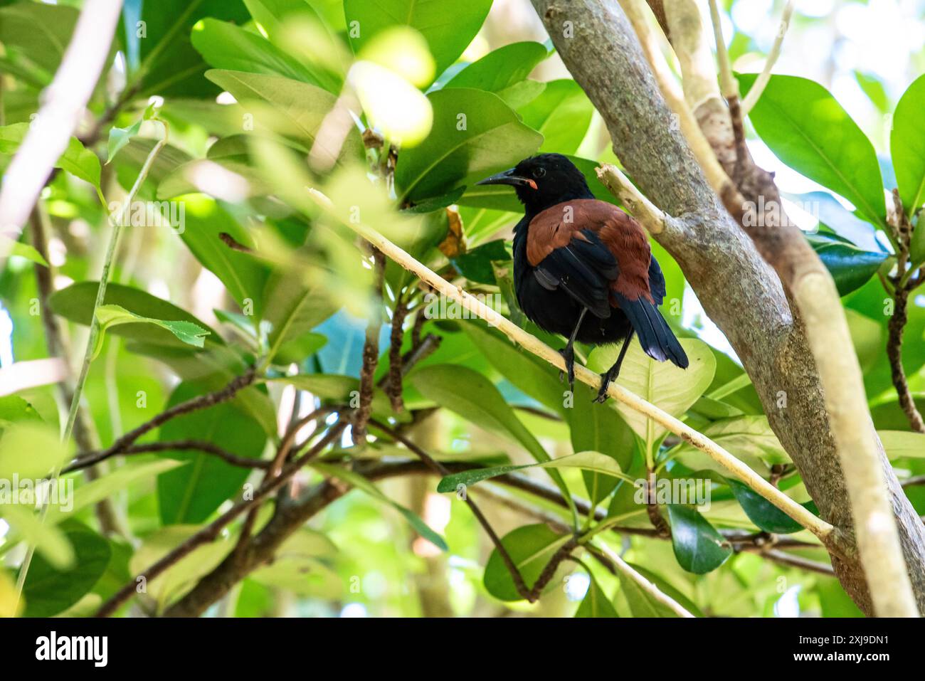 Uccello Tīeke (Saddleback) al santuario degli uccelli Tiritiri Matangi vicino ad Auckland, nell'Isola del Nord della nuova Zelanda Foto Stock