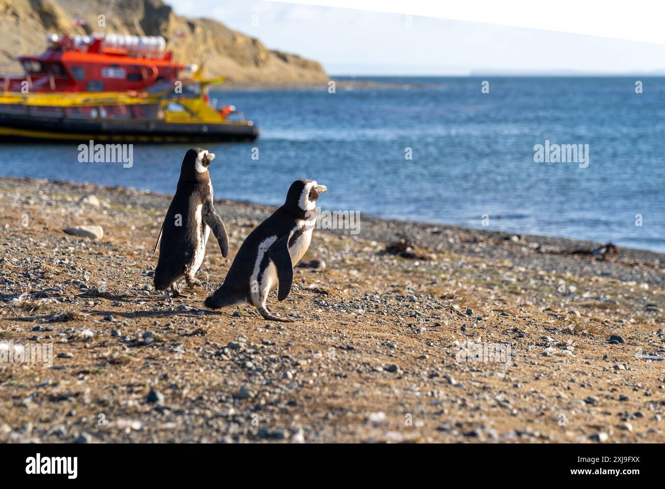 Due pinguini di Magellano in piedi sulla spiaggia con un tour in barca sullo sfondo dell'isola di Magdalena, Punta Arenas, Cile. Foto Stock