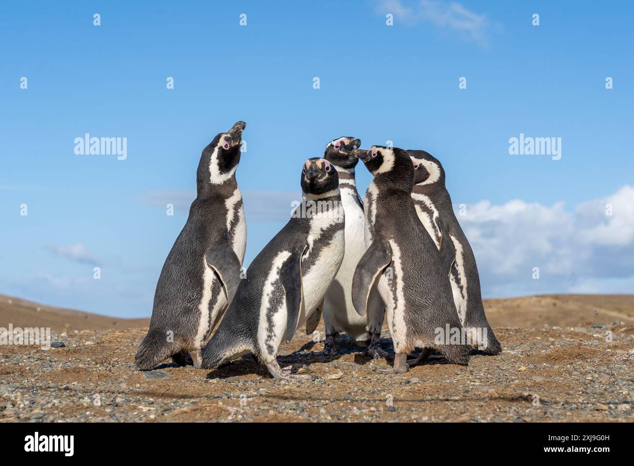 5 Pinguini magellanici che si trovano in piedi l'uno vicino all'altro formando un piccolo cerchio con cielo blu sullo sfondo dell'isola di Magdalena, Punta Arenas, Cile. Foto Stock