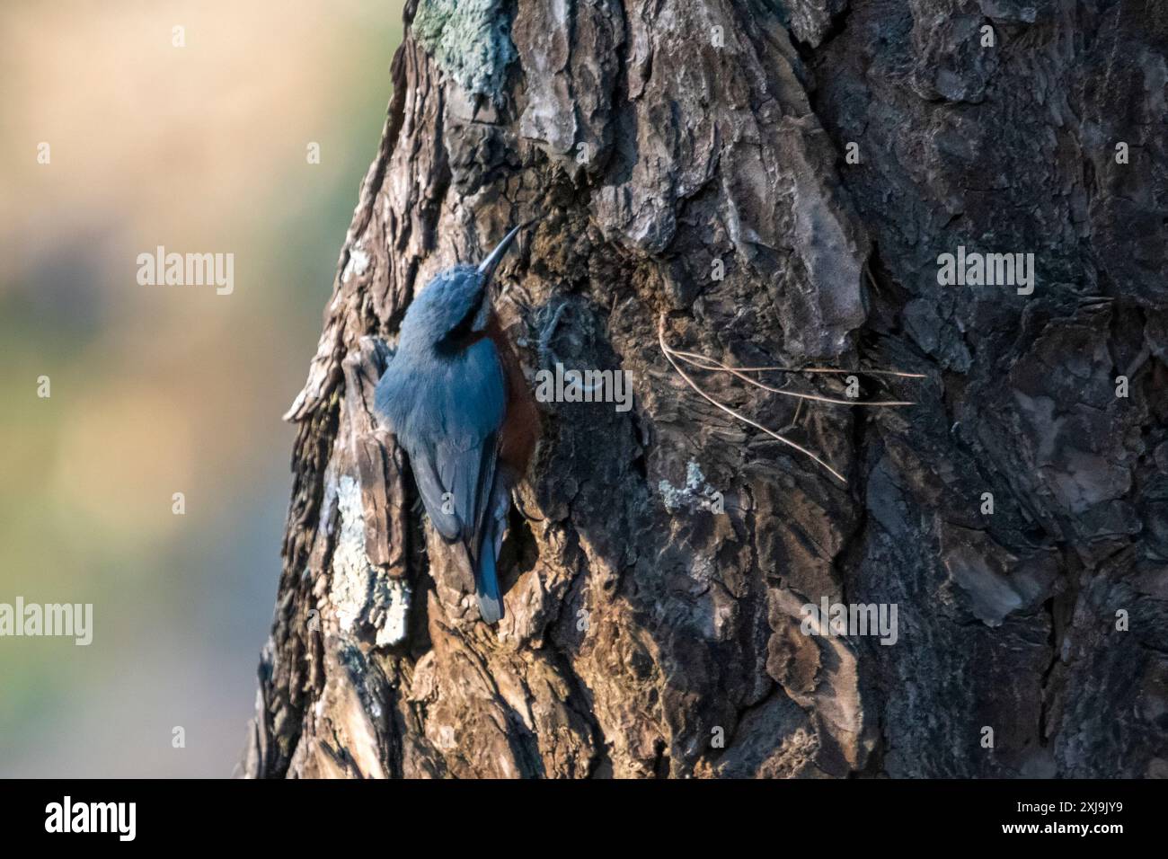 Nuthatch con castagne (Sitta cinnamoventris) a Binsar in Uttarakhand, India Foto Stock