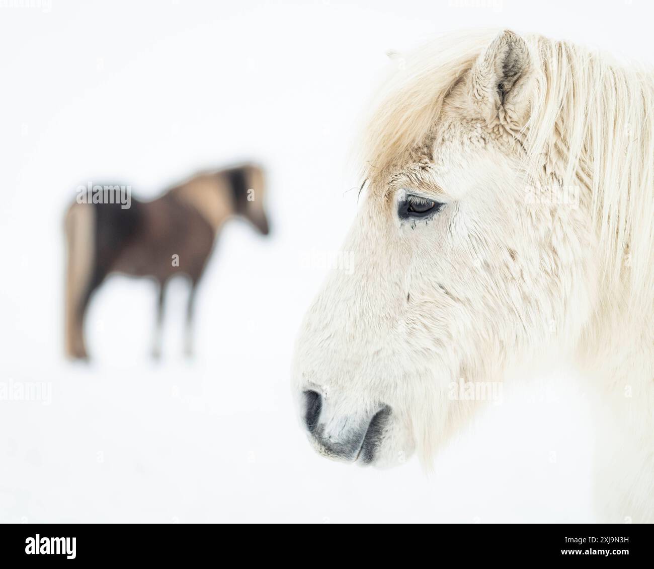 Cavalli islandesi nel campo innevato, Islanda, regioni polari Copyright: RobertxCanis 1200-686 Foto Stock