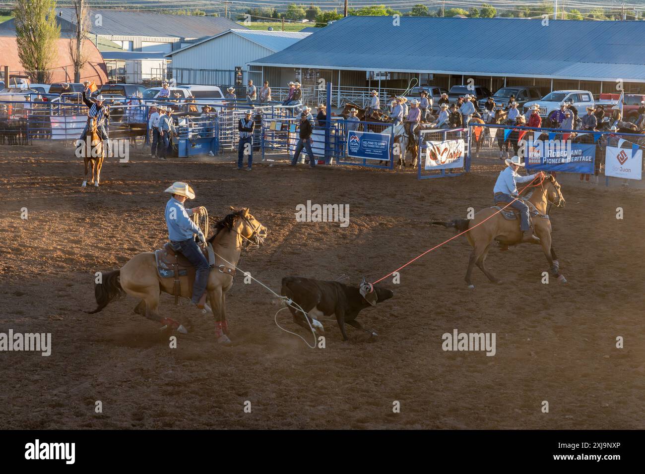 The heeler fa passare con successo le gambe posteriori del vitello durante l'evento di rodeo in una piccola città nello Utah rurale. Foto Stock