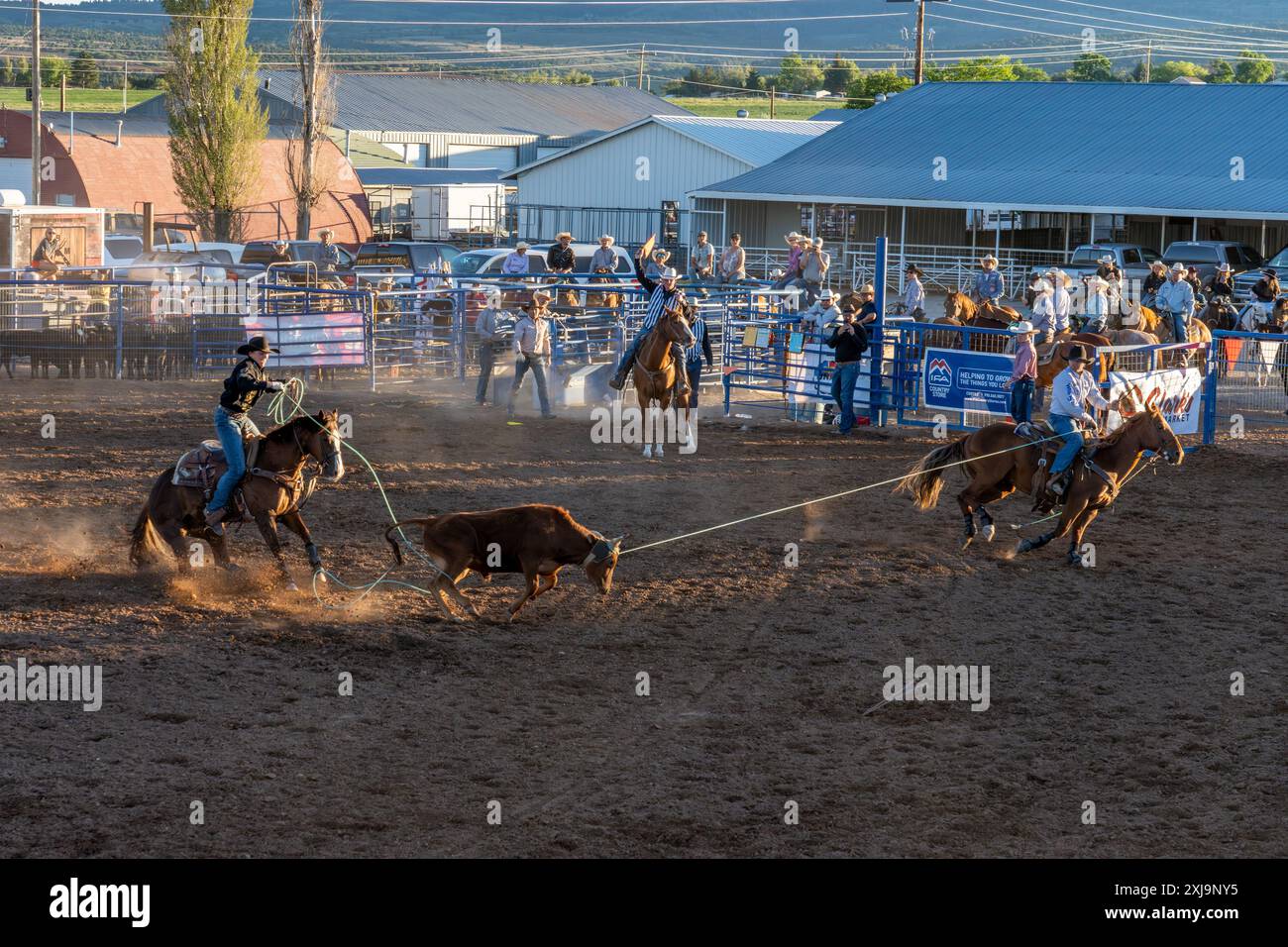 The heeler fa passare con successo le gambe posteriori del vitello durante l'evento di rodeo in una piccola città nello Utah rurale. Foto Stock