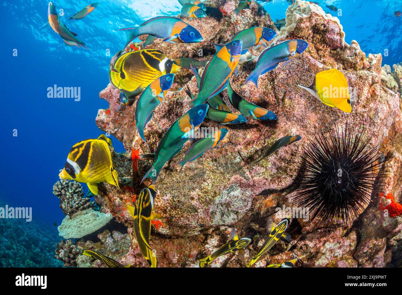 Raccoon Butterflyfish Chaetodon lunula e Saddle wrasse Thalassoma duperrey, al largo dell'isola di Lanai, Hawaii, Stati Uniti d'America, Pacifico, Nort Foto Stock