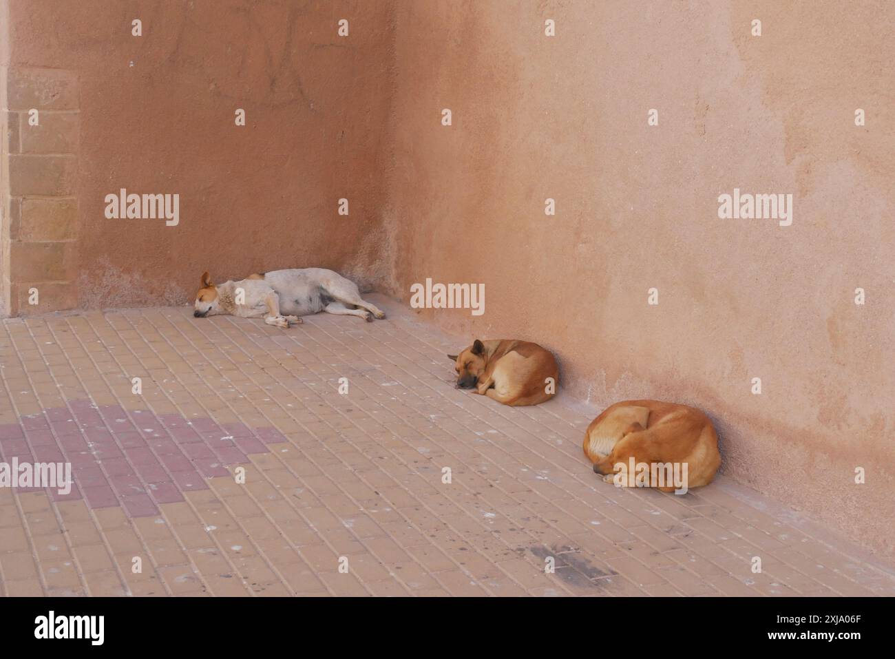 Cani che riposano al sole di mezzogiorno accanto alle antiche mura della Medina a Essaouira in Marocco. Foto Stock