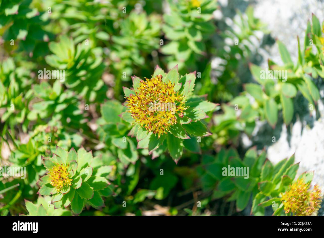 Bellissimi fiori di Rhodiola rosea. Radice d'oro, radice di rosa, roseroot, canna d'Aronne, radice artica, corona del re, lignum rodium, orpina rosa. Foto Stock
