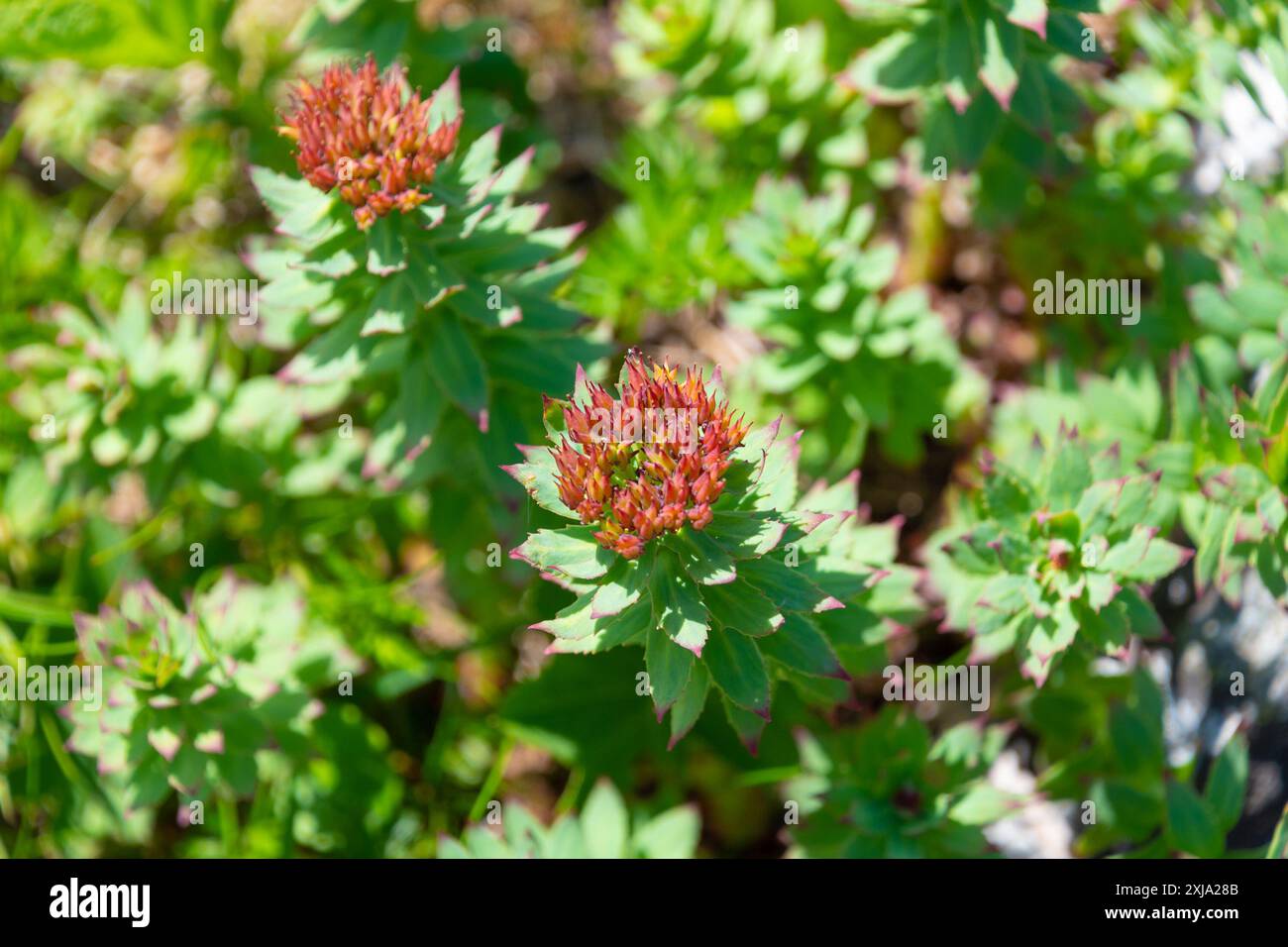 Bellissimi fiori di Rhodiola rosea. Radice d'oro, radice di rosa, roseroot, canna d'Aronne, radice artica, corona del re, lignum rodium, orpina rosa. Foto Stock