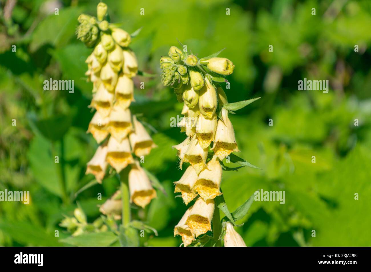 Splendidi fiori gialli di digitalis grandiflora, il foxglove giallo. foxglove grande fiore, grande foxglove giallo. Foto Stock