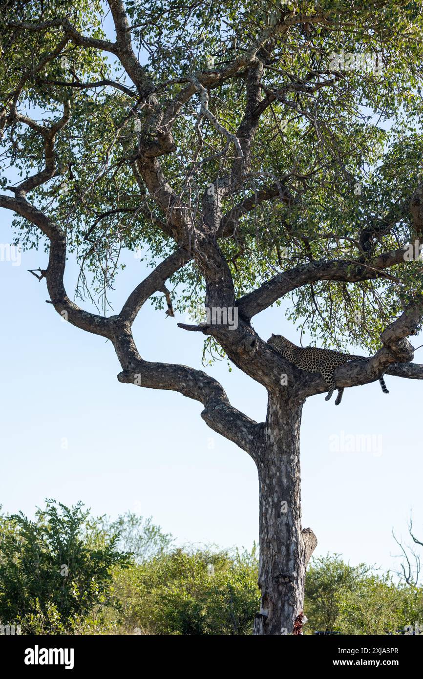 Un leopardo femminile, Panthera pardus, giacente in un albero di marula, Sclerocarya birrea. Foto Stock