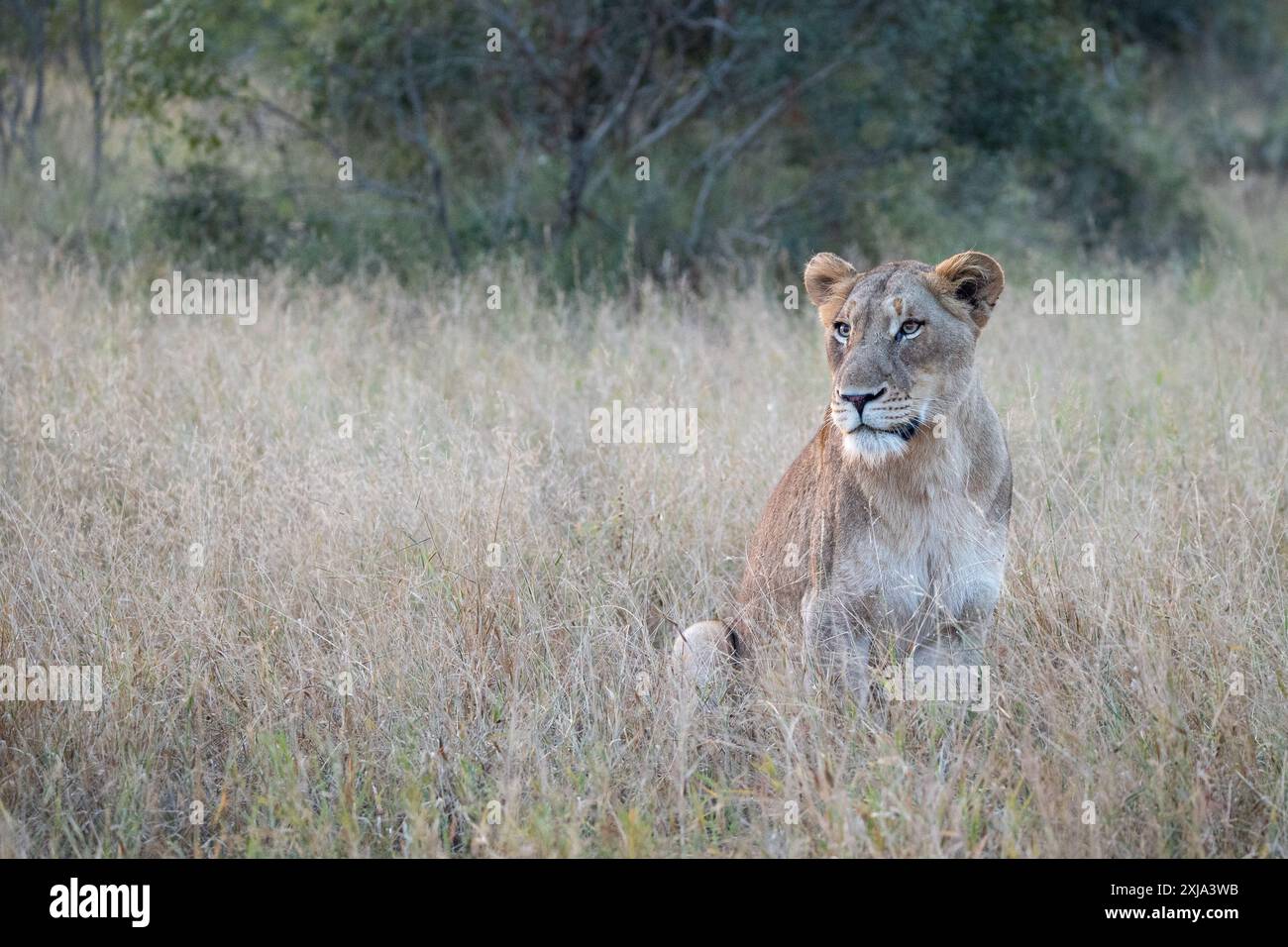 Una leonessa, Panthera leo, seduta in erba lunga. Foto Stock
