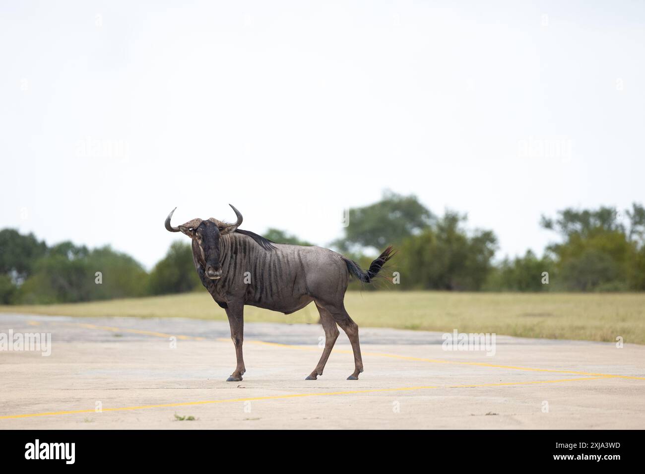 Un GNU, Connochaetes gnou, vista laterale, testa girata. Foto Stock