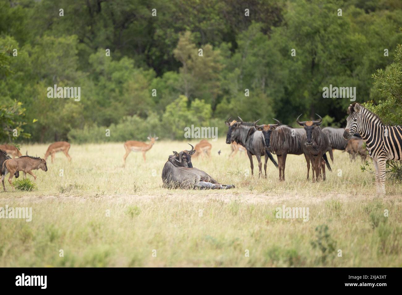 Un GNU, Connochaetes gnou, che partorisce. Foto Stock