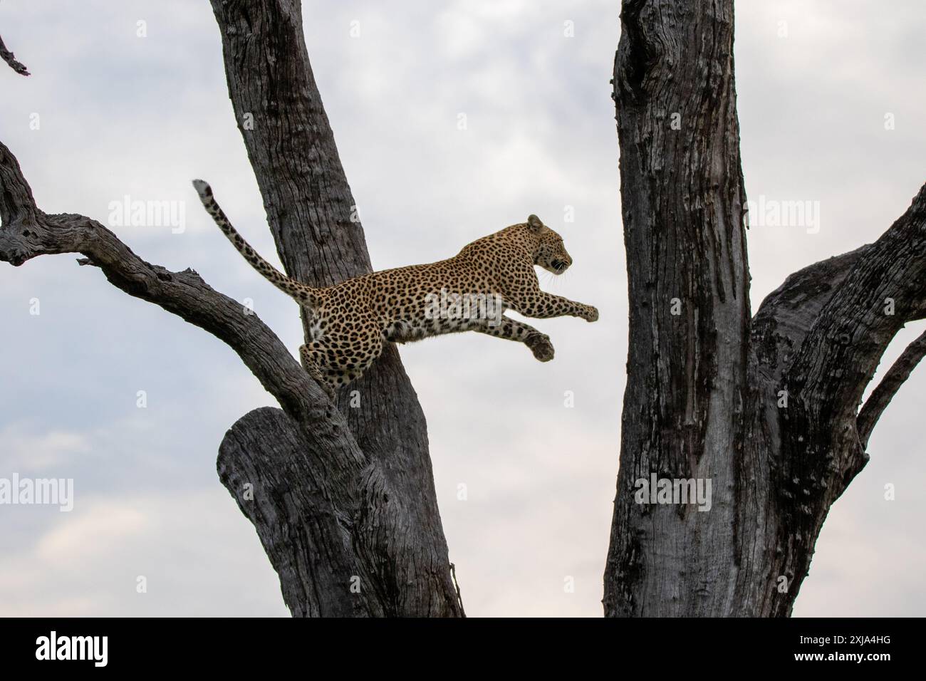 Un leopardo femminile, Panthera pardus, che salta su un ramo. Foto Stock