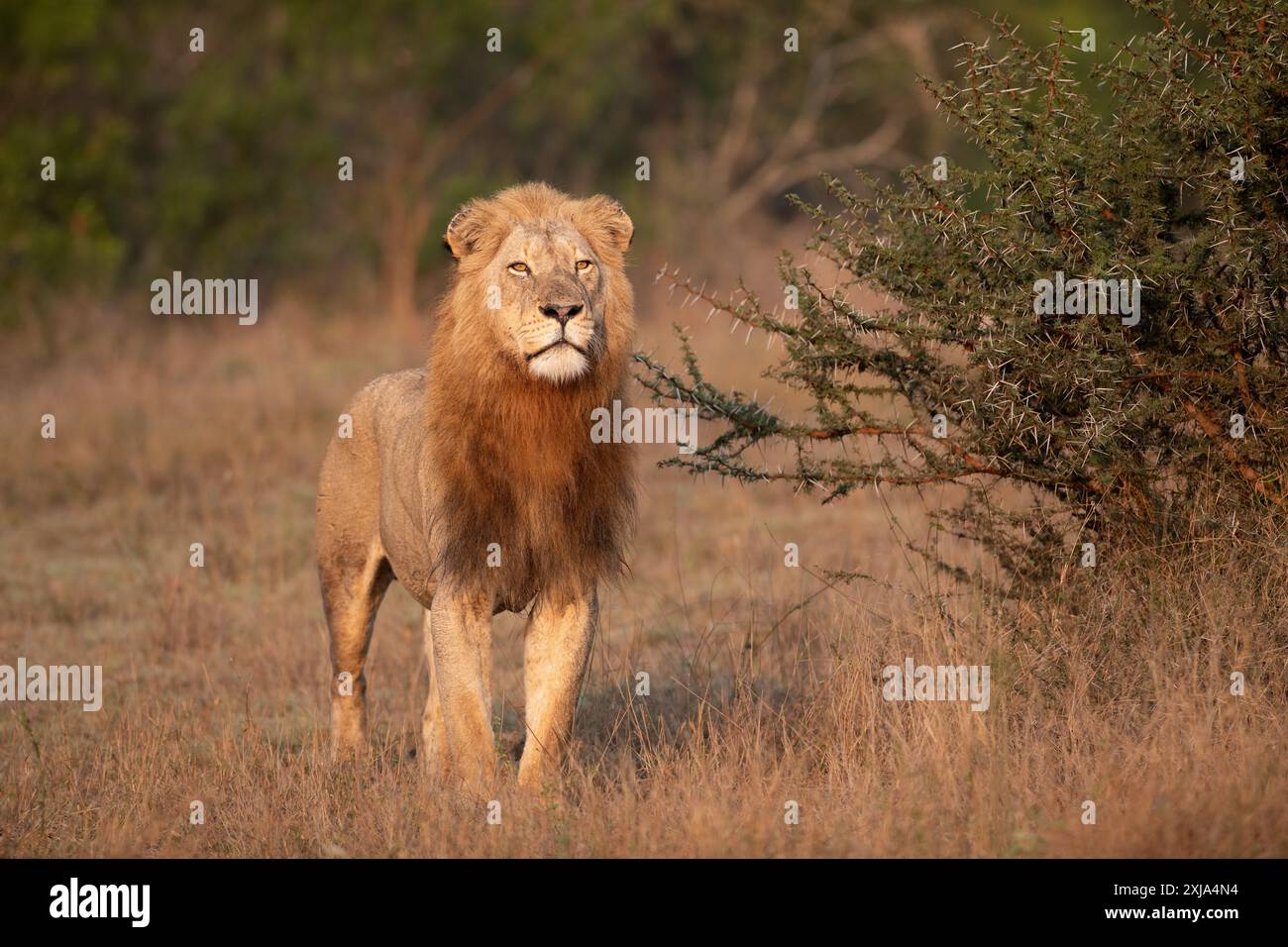 Un leone maschio, Panthera Leo, in piedi nell'erba, luce dorata, sguardo diretto. Foto Stock