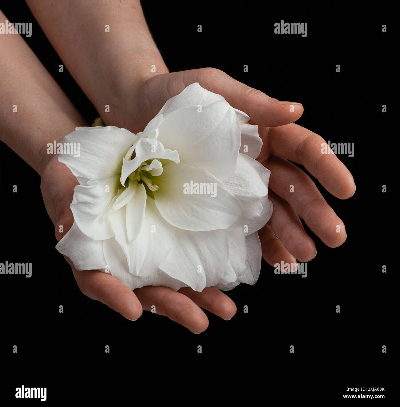 mani tenendo bianco fiore fragile su sfondo nero, cura amore tenerezza concetto di sensibilità Foto Stock