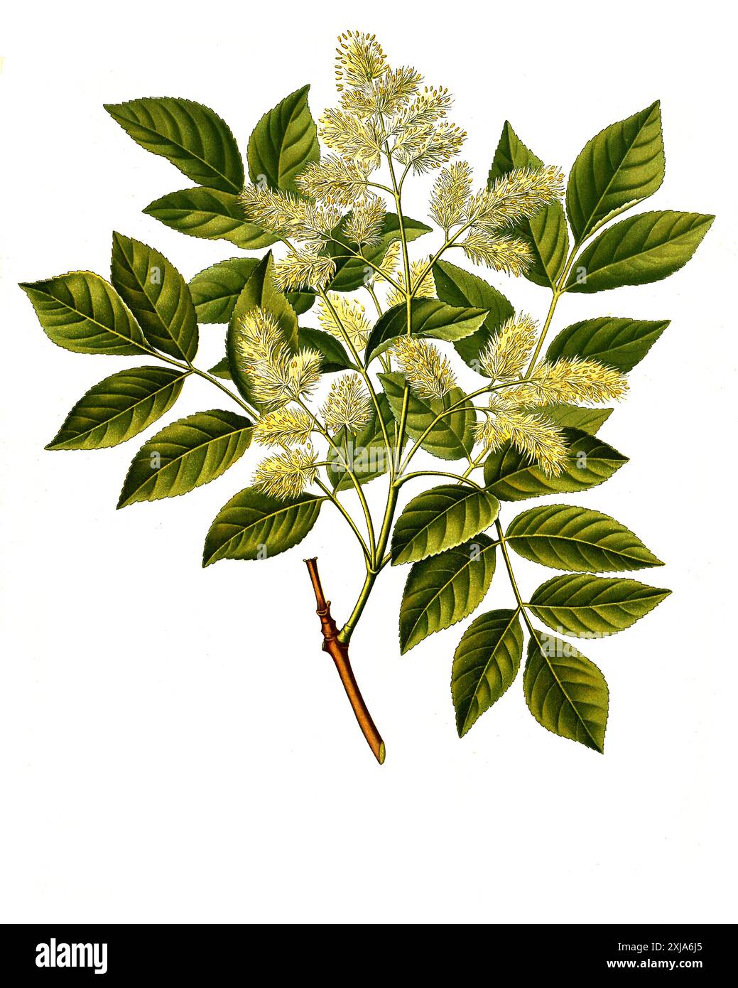 Heilpflanze, Manna-Esche (Fraxinus ornus), auch Blumen-Esche oder Schmuckesche, Pflanzenart aus der Gattung der Eschen, Historiisch, digital restaurierte Reproduktion von einer Vorlage aus dem 19. Jahrhundert, Foto Stock