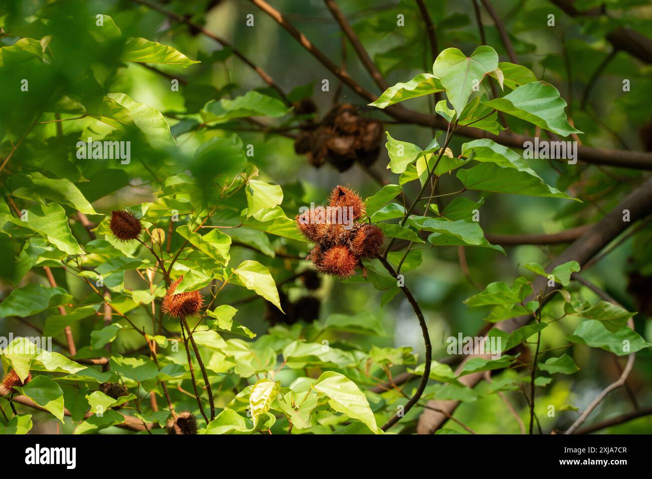 Annatto il frutto rosso dell'Achiote (Bixa orellana). I suoi semi sono la fonte del condimento rosso-arancio e dell'annatto colorante alimentare. Questa pianta Foto Stock