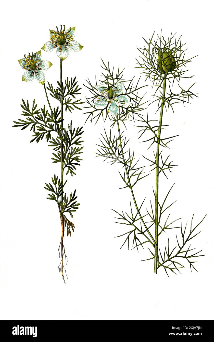 Heilpflanze, Echte Schwarzkümmel (Nigella sativa), und Jungfer im Grünen (Nigella damascena) ist eine einjährige Pflanze aus der Familie der Hahnenfußgewächse, Historiisch, digital restaurierte Reproduktion von einer Vorlage aus dem 18. Jahrhundert Foto Stock