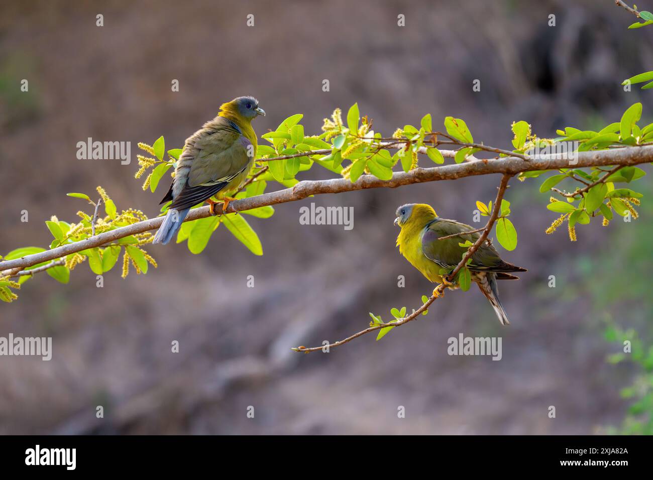 Piccioni verdi dai piedi gialli (Treron phoenicopterus syn Treron phoenicoptera) حمام أخضر أصفر الرجلين in un albero. Questi piccioni verdi (famiglia Columbidae) Foto Stock