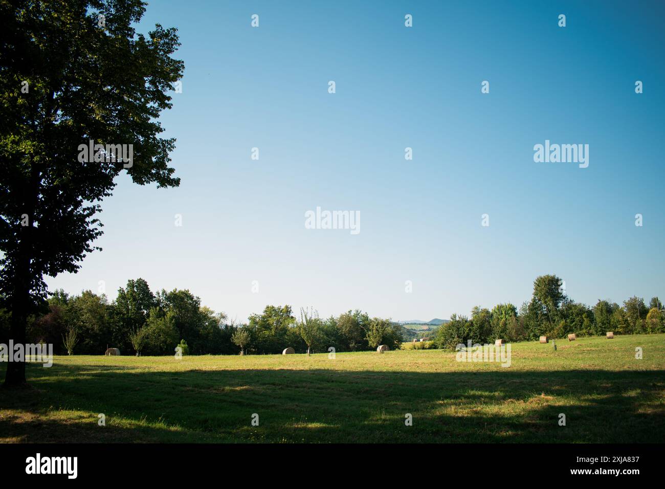 Paesaggio di un grande campo di fieno con numerose foto di balle di paglia. Rotoli balle con vano rotondo in un campo verde. Foto Stock