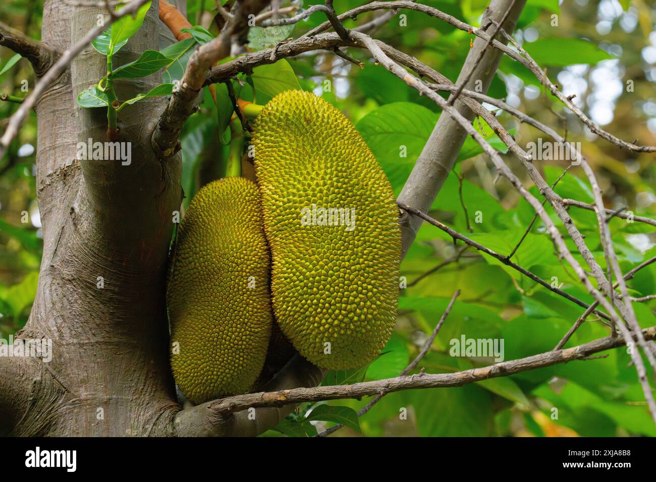 Lo jackfruit è il frutto del jack Artocarpus heterophyllus, una specie di albero nella famiglia dei fichi, gelso e breadfruit. Il jackfruit è il Foto Stock