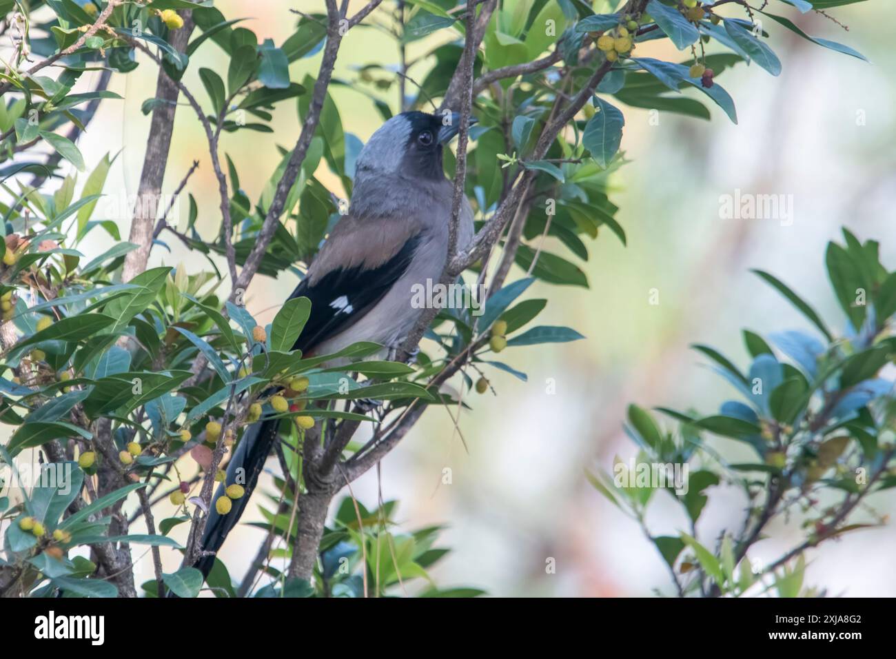 Treepie grigia (Dendrocitta formosae) a Binsar in Uttarakhand, India Foto Stock