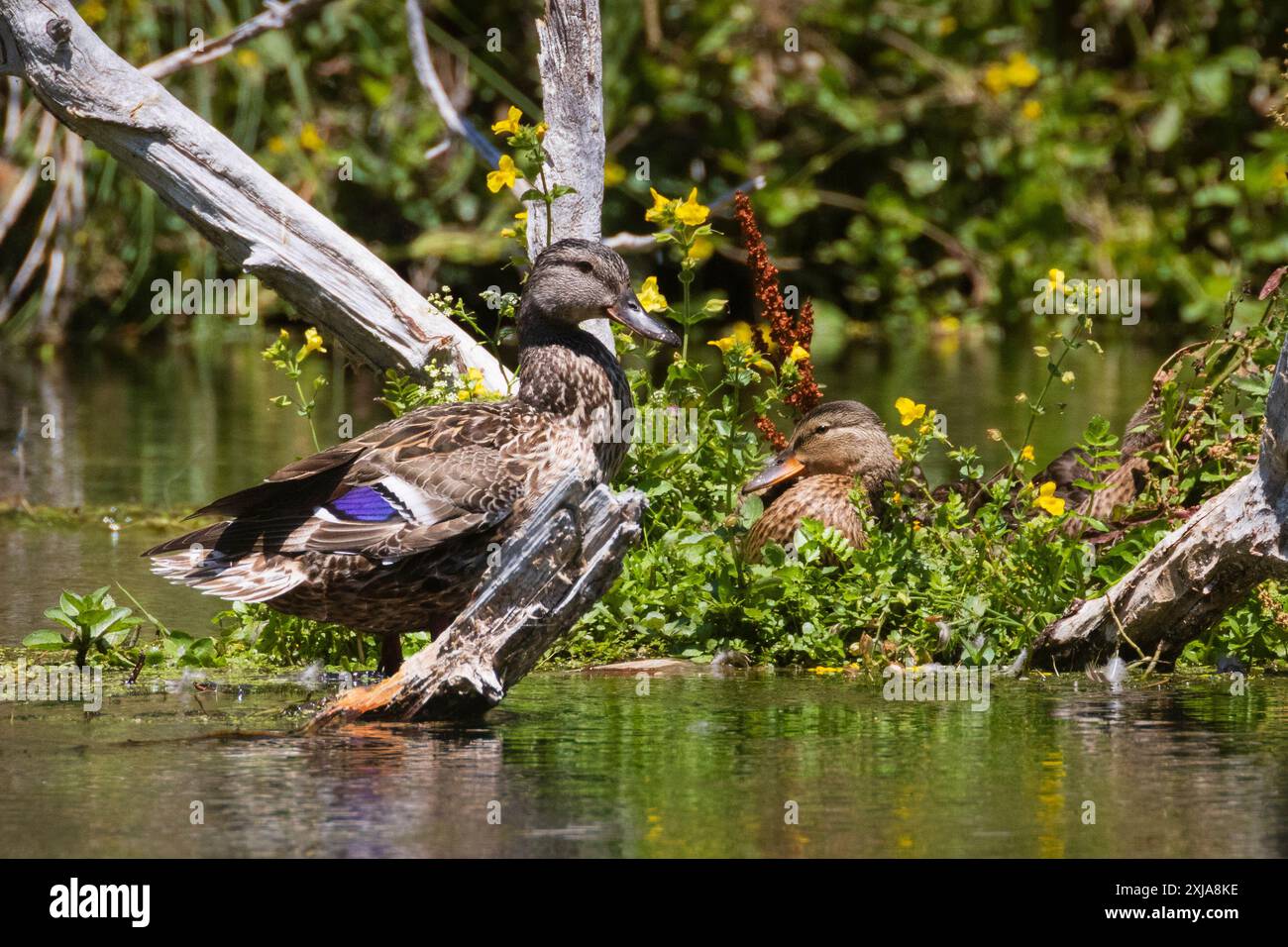 Anatra Mallard (Anas platyrhynchos) gallina con uno dei suoi adolescenti giovani su un'isola con fiori selvatici e driftwood. Contea di Shasta, California. Foto Stock