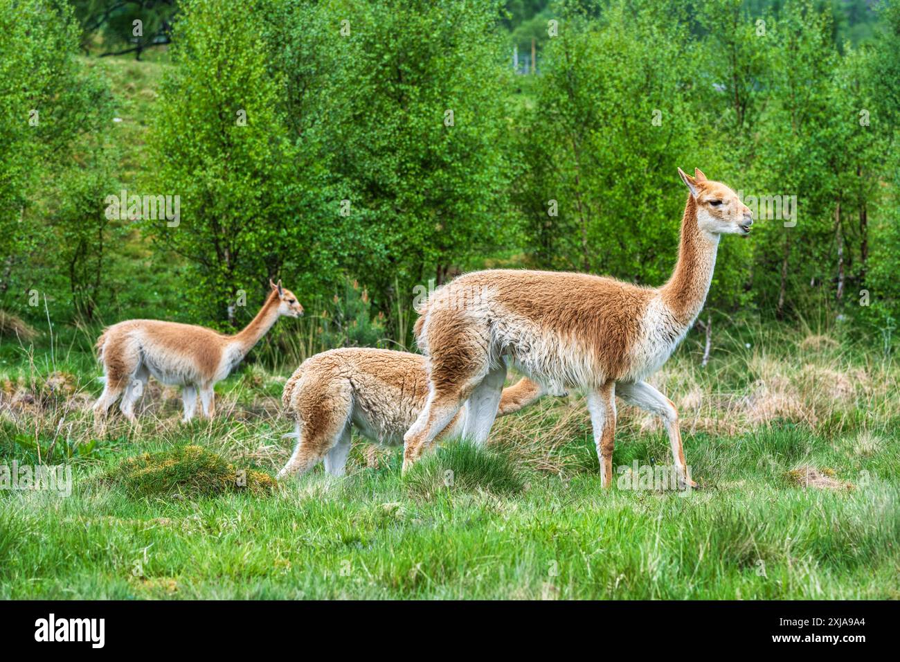 Una vicuna maschile conduce due femmine attraverso la prateria nella riserva del drive-through all'Highland Wildlife Park, Kincraig, Kingussie, Scozia, Regno Unito Foto Stock