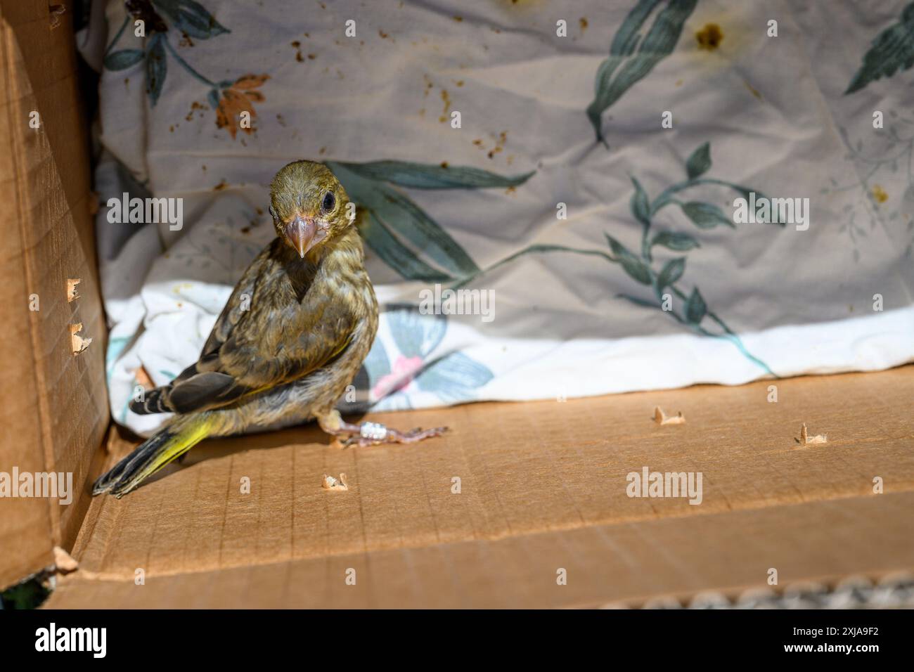 Il verde europeo giovanile inghiottito (Chloris chloris) خضير أوربي viene rimesso in libertà dopo il trattamento in un ospedale faunistico. Fotografato Foto Stock