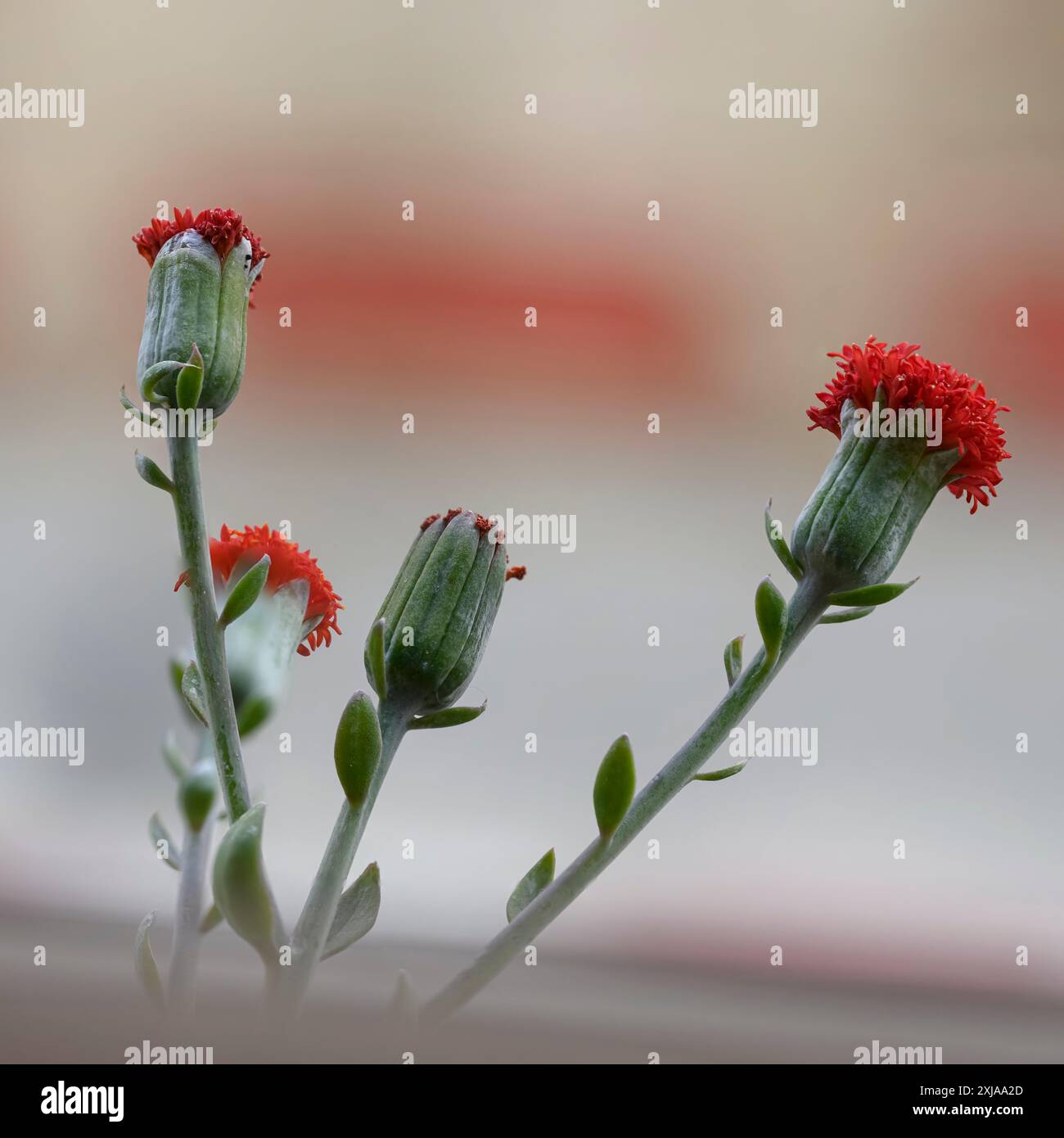 Primo piano di una fioritura Kleinia fulgens nomi comuni includono Scarlet Kleinia, Coral Senecio (in passato era Senecio fulgens) è una specie della ge Foto Stock