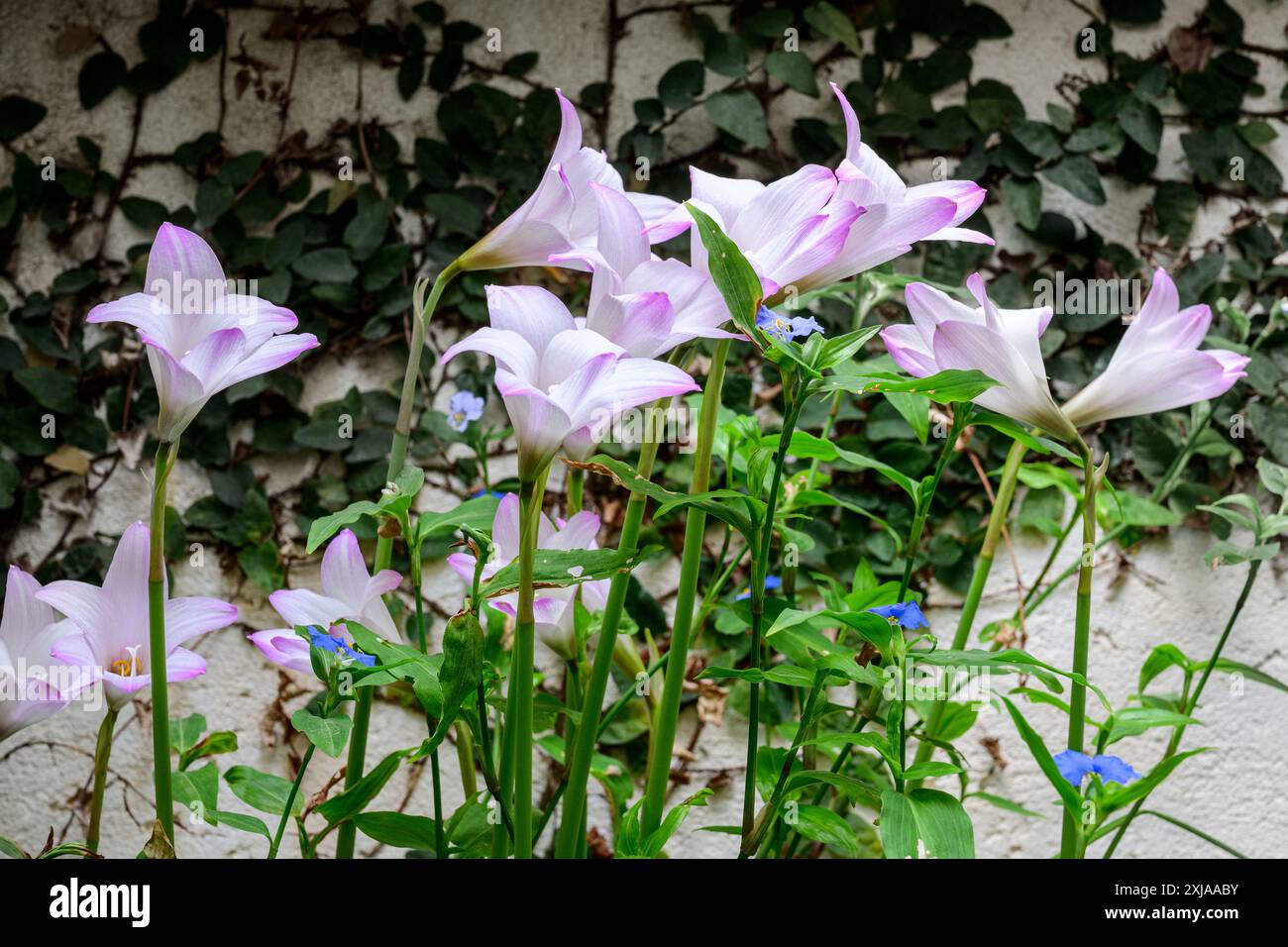 Pink Rain Lily Zephyranthes robusta fotografata in un giardino di privet a Jaffa, Israele, a luglio Foto Stock
