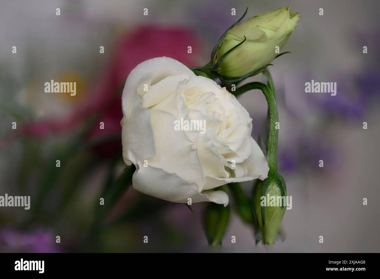 primo piano di una rosa bianca in un bouquet di fiori con una messa a fuoco selettiva Foto Stock