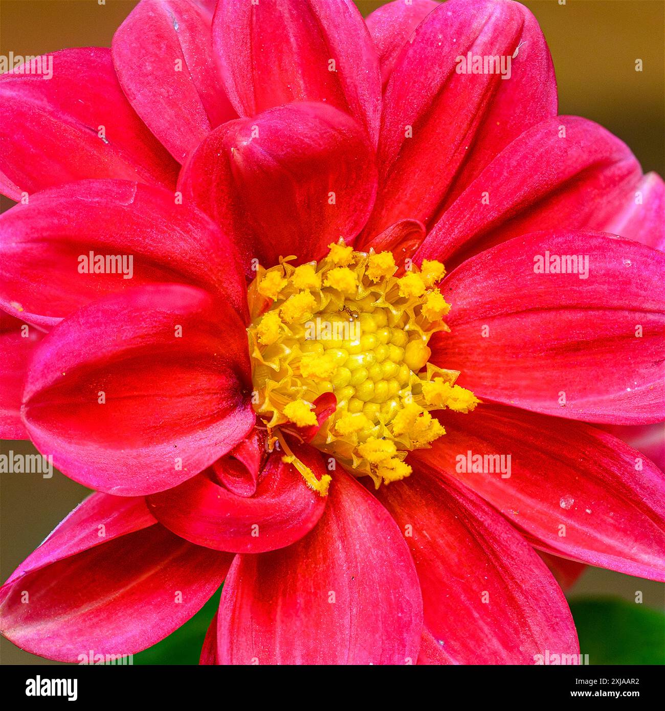 I dahlia Dahlias rossi sono fiori ornamentali che sono stati coltivati in un'ampia varietà di forme e colori. Questa è una cultivar rossa fotografata in una Foto Stock